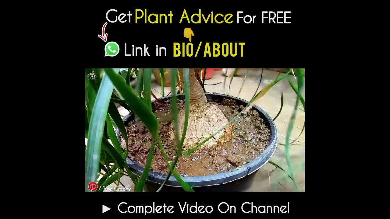 epipremnum golden pothos Epipremnum aureum 'HiColor'  Yellow-Splashed Pothos