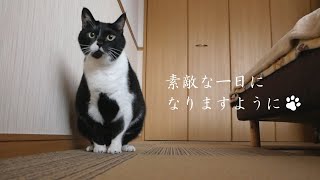 朝の１分モフタイム♪