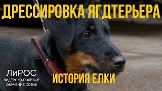 Дрессировка ягдтерьера. История Елки Дрессировка ягдтерьера. История Елки