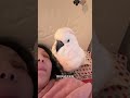 When the furry friend can t see me...#Parrot#The pet has become a spirit#Cute Pet Debut Pl