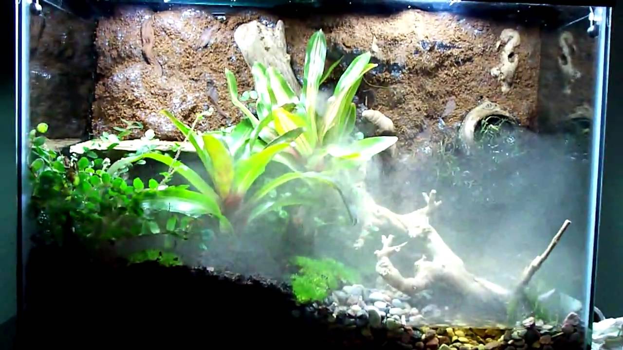 Vivarium Leucomelas Poison Dart Frogs - YouTube - Poison Dart Frog Vivarium Foggers