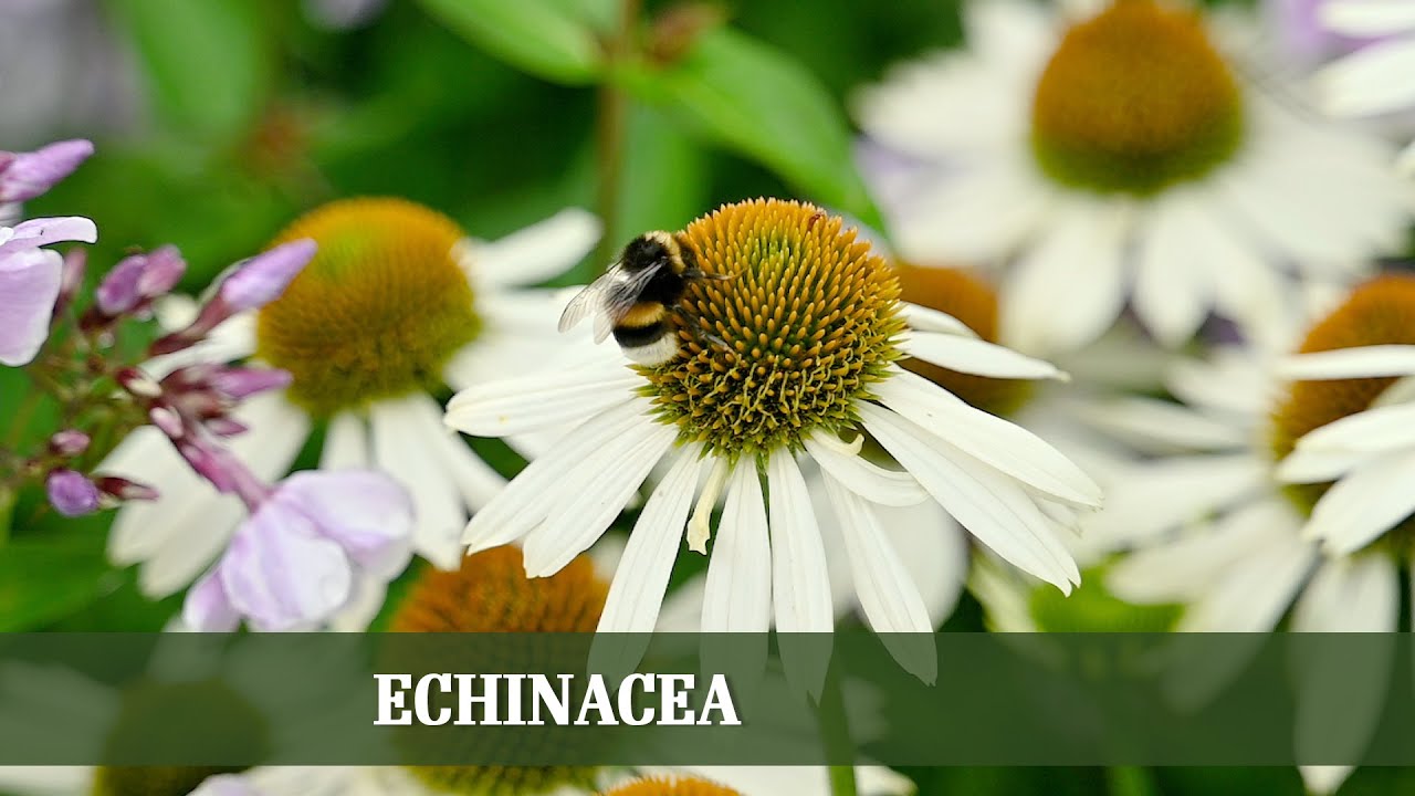 Scheinsonnenhut Echinacea - Alles zu Sorten, Rückschnitt und Ansprüchen