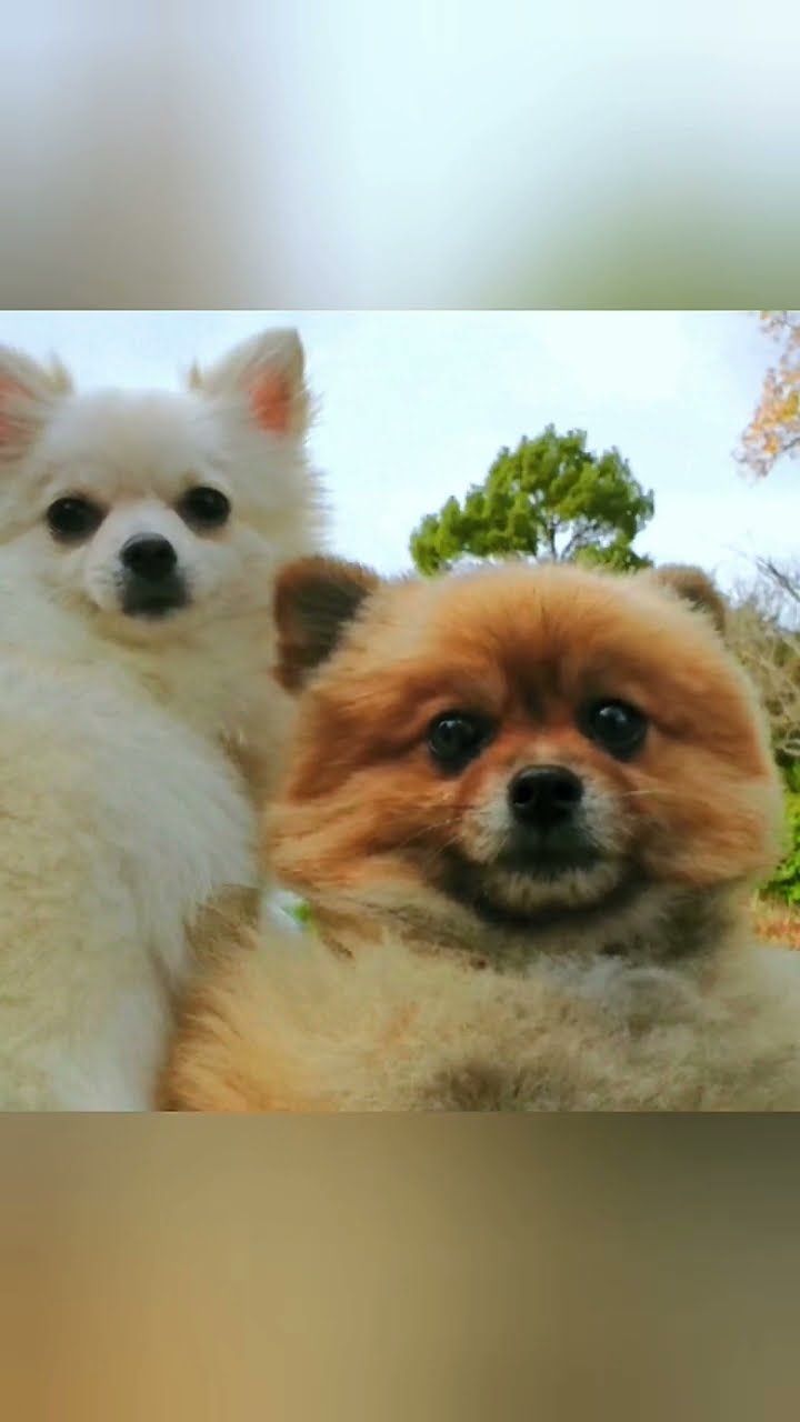 ポメころび❤️ ぽめぽめポチ - YouTube
