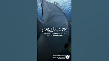 #تلاوة من #سورة_القصص بصوت #محمد_صديق_المنشاوي #قرآن #قرآن_كريم #آيات #quran