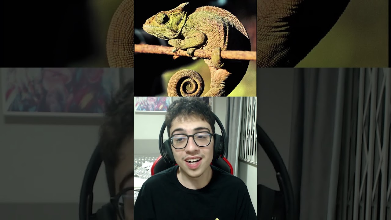 Você teria esses bixos exoticos como animais de estimação?