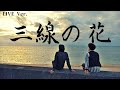 三線の花「和-なごみ-cover」-Live ver-