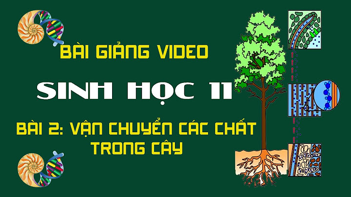 Trong cây có những dòng vận chuyển vật chất nào
