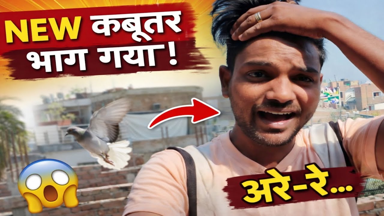 //New kabutar Bhag gya 😭 #pigeon #kabutar #fancy #rspigeonvlog23 #birds #siraji #golakabutar 