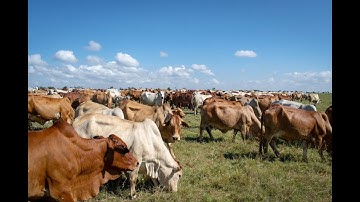 The Role of Livestock in Climate Change Adaptation and Mitigation