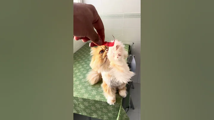 Video 9115791: pets purr, fluffy persian cat, gentle purrs, petted enjoying