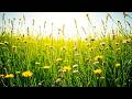 Whispers of the Wind  Instrumentals for Calm Focus