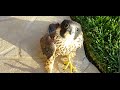 Baby Falcon Crashed and Rescued!