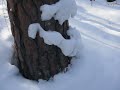 Ориентирование в кризисной ситуации. Снег на стволах