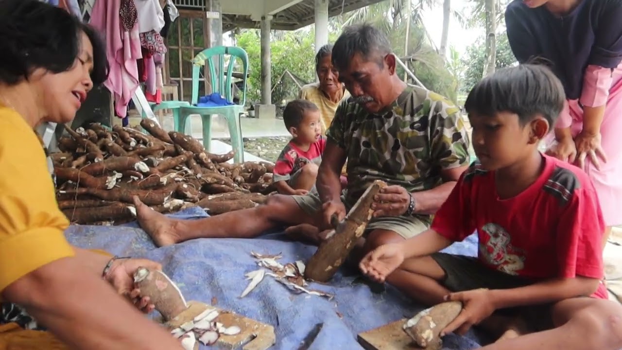 Mas Yugo kejebak tanduran//panen singkong