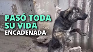 En una construcción abandonada pasó toda su vida encadenada