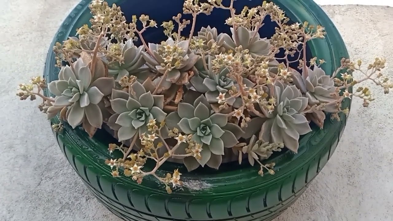 الإكثار من نبتة أم اللآليء (الشبح ) (Graptopetalum paraguayense) كراسولا