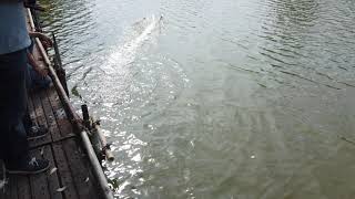 20201115_001 Ice Blade VS Arcas (Hydro1)