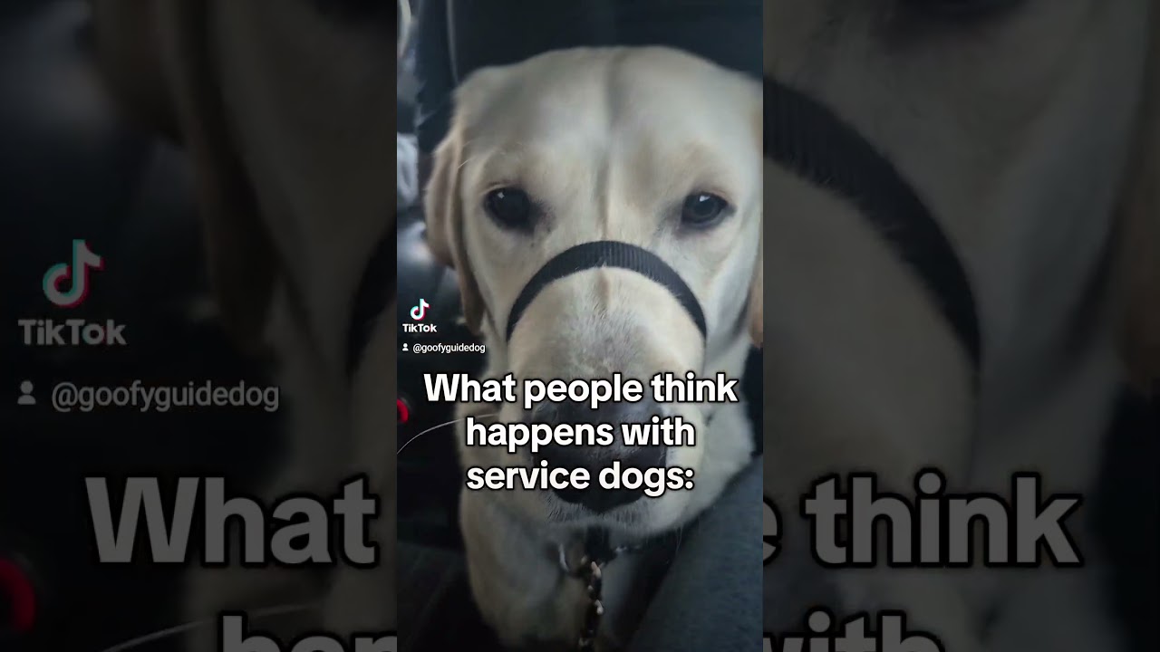 #servicedoglife