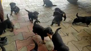 Rottweiler Puppies Available | Rottweiler Puppies 35 days old Available for Adoption | Rottweiler by The Burgs 1,725 views 3 years ago 18 seconds