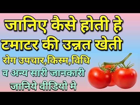 वीडियो: ग्रीनहाउस में टमाटर उगाने की कृषि तकनीक