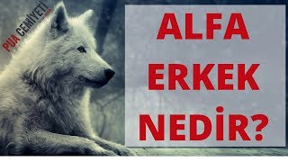 ALFA ERKEK NEDİR? ( Nasıl Alfa Olunur)