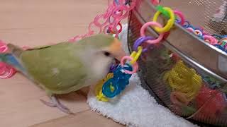 180919 カラフルチェーンラーメン　小桜インコ　我が家の天使たち5羽