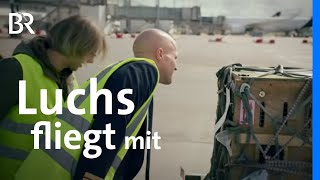 Flugtransport mit Tier: Ein Luchs kommt am Flughafen München an | Animal Takeoff | BR
