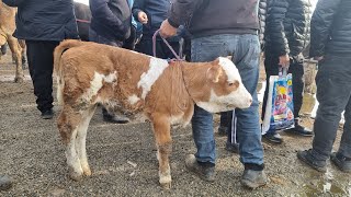 УЗБЕКИСТАНА АСАКА ПАЙШАНБА МОЛ БОЗОРИ АШАДИЙ ОБУНАЧЛАР УЧУН БУ ВДЙУ ЯНГИ НАРХЛАРИ