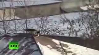 Celebrity Crowboarding  Russian roof surfin' bird caught on tape Net Worth