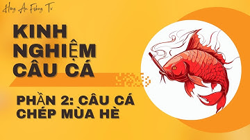 Câu cá chép - Chia sẽ kinh nghiệm câu cá chép mùa hè - Hồng Ân Fishing Tv.