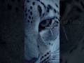 He feared the snow leopard—until it led him to a desperate rescue #animallife #wildlife #wildanimals
