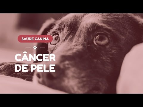 Vídeo: Sintomas De Câncer De Pele De Cachorro