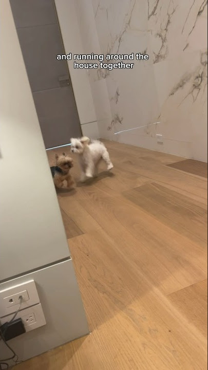 Seeing Ducky & Barb play again makes my heart melt 💖🥹 #maltese #cuteanimals #dog #dogrescue