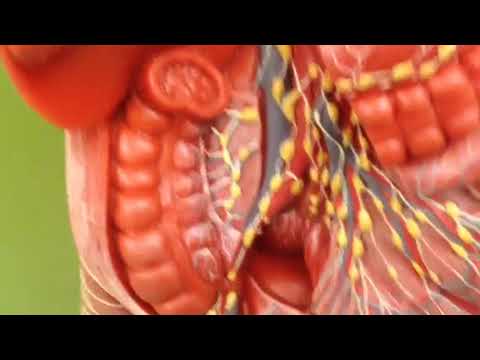 Lymphatic system - YouTube