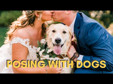 Video: Hunden stavar spektakulärt strålkastaren under hans människors förlovningsfotografering
