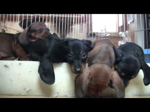 Video: Seperti Apa Anak Anjing Dachshund?