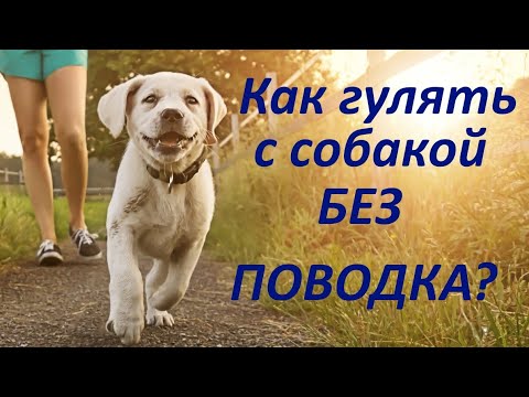 Видео: Как выгуливать собаку без поводка?
