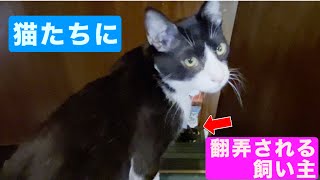 【#330】黒猫とハチワレ子猫に翻弄される飼い主。。