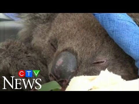 More than 60,000 koalas affected by Australia fires: World Wide Fund for Nature