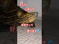 すき家行こうよ#short#亀#ペット#可愛い#バズる#ウンキュウ#流行る#人気#turtle #爬虫類 #すき家#好き#かめ#面白い#勘違い