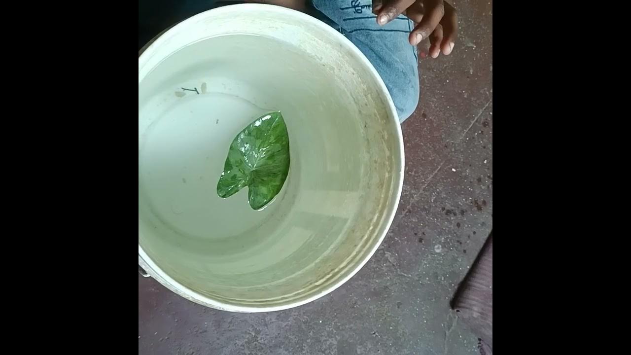 Waxy coating experiment YouTube