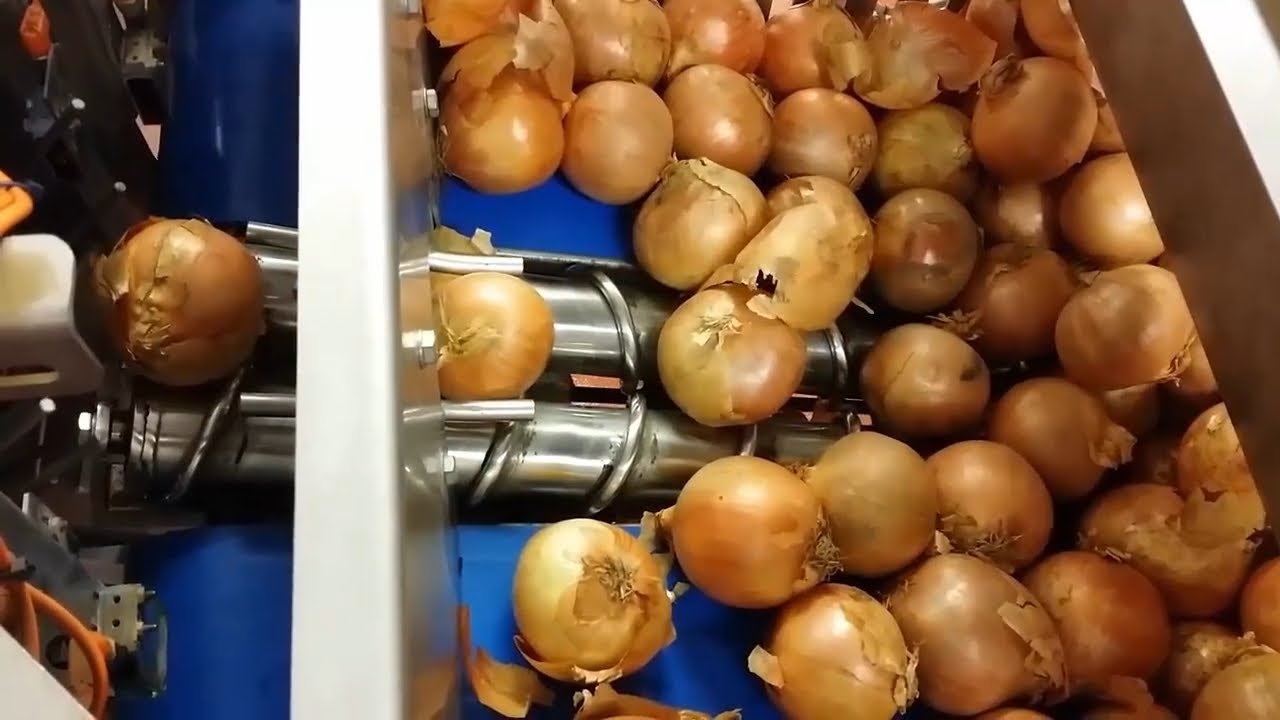 How Onions Are Cleaned by Machines YouTube