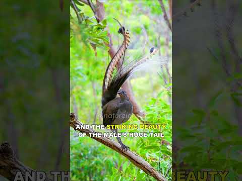 Video: Welke vogel maakt een trillend geluid?