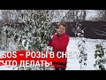 SOS – розы в снегу – что делать