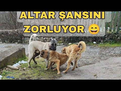 ALTAR KIZANDA DİŞİ GÖRÜNCE GÖZÜNE PERDE İNDİ 😄