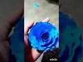 How to make a beautiful pepper flower 🌹#shorts #youtube shorts