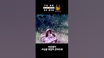 비단뱀이 표범을 잡아먹으려고하자.. 표범의 