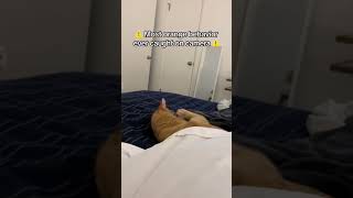 Funny Pets | 2023😂 Funny Dogs And Funny Cats Videos 🐱 🐕 😄 #10