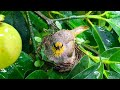 Father Bird Evicts Mother to Feed Young in Rain (4) – Mom Bulbul&#39;s Incredible Chicks Protection E230