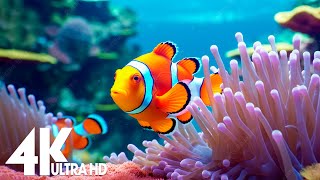 Aquarium 4K VIDEO (ULTRA HD) 🐳 Tropical Fish, Coral Reef, Jellyfish, Relaxing Sleep Meditation Music